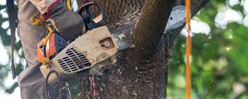 Best Tree and Shrub Care  in Collinsburg, PA