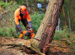 Lawn Pest Prevention in Collinsburg, PA