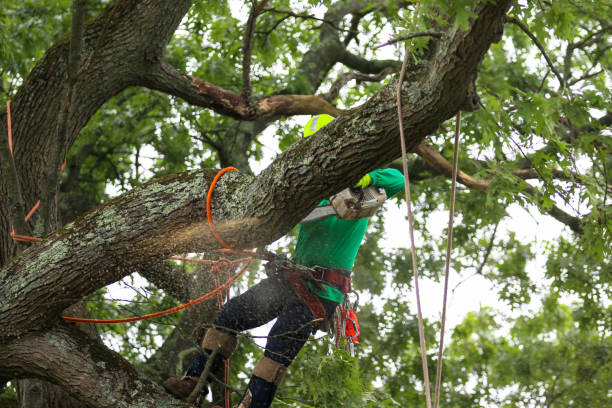 How Our Tree Care Process Works  in  Collinsburg, PA