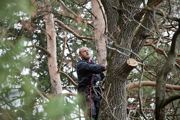 Collinsburg, PA Tree Care Company