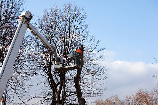 Best Leaf Removal  in Collinsburg, PA
