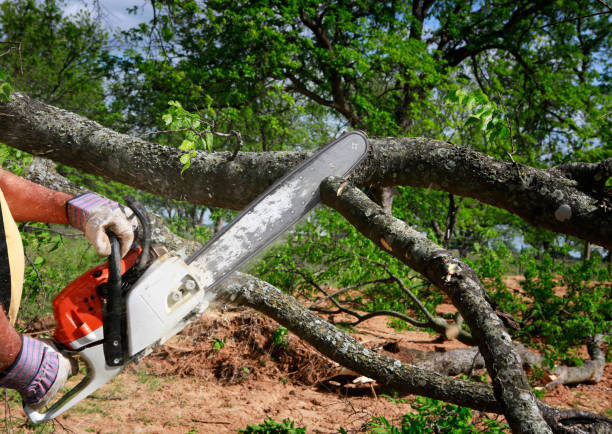 Leaf Removal in Collinsburg, PA